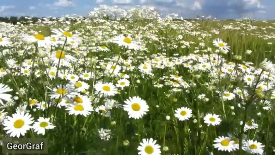 🌼 “Ромашка белая” сл. и муз. митр. Владимир (Сабодан).