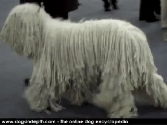 Komondor