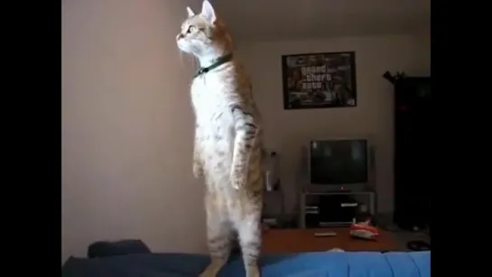 Standing Cat