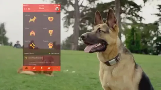 [Waggit - Wearable health tech for man's best friend]