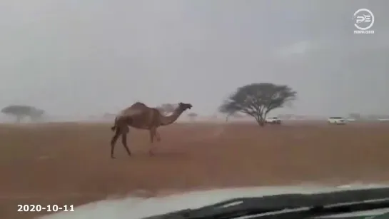 Flood in the Sharjah desert. Heavy rain in the United Arab Emirates. Natural disasters compilation