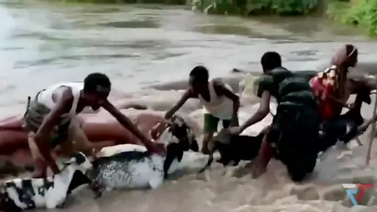 Massive floods in Afar, Ethiopia. Natural disasters.  Weather.  Катаклизмы за день