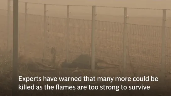 Australia fires  Horrifying footage shows charred remains of animals in New South Wales