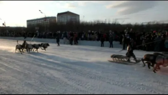 2015.11.03 Оленьи бега в Воркуте 2