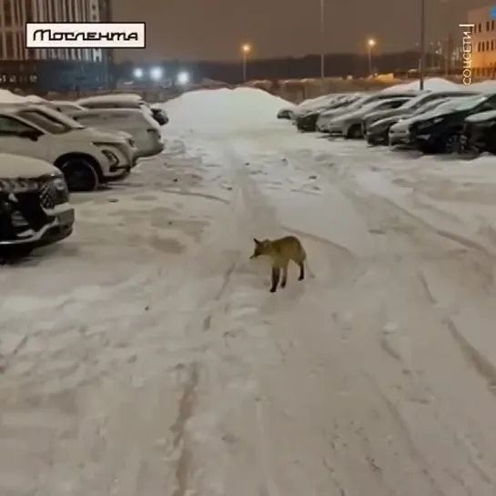 Видео от Мослента