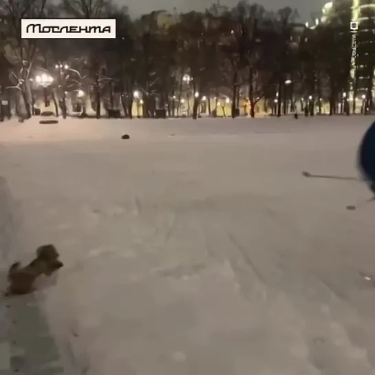 Видео от Мослента