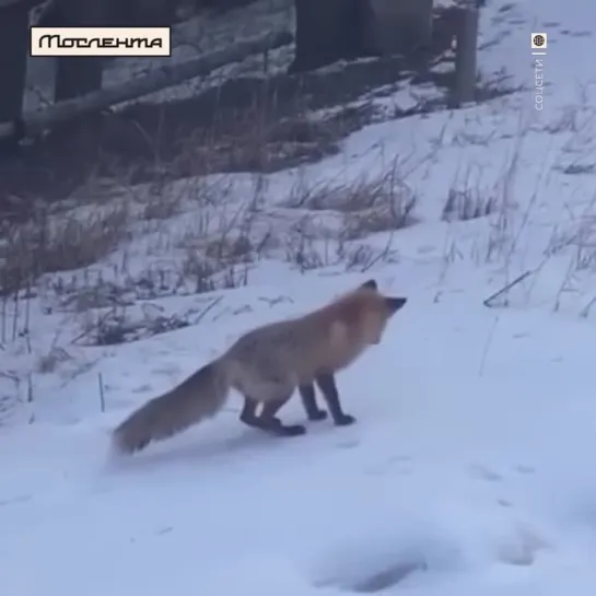 Видео от Мослента