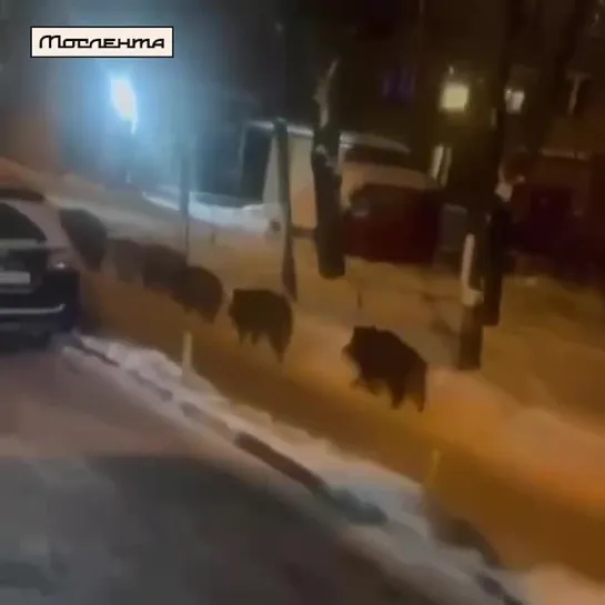 Видео от Мослента