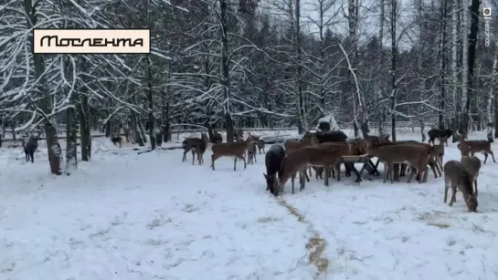 Олений обед на Лосином острове