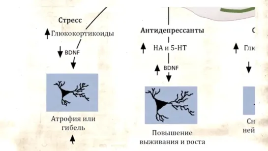 Нейрогенез во взрослом возрасте. Нервные клетки ВОССТАНАВЛИВАЮТСЯ