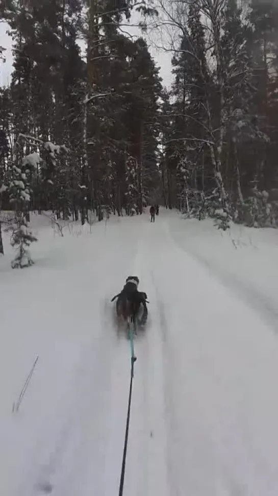 Видео от The Lives Of Four Sport Shrimps