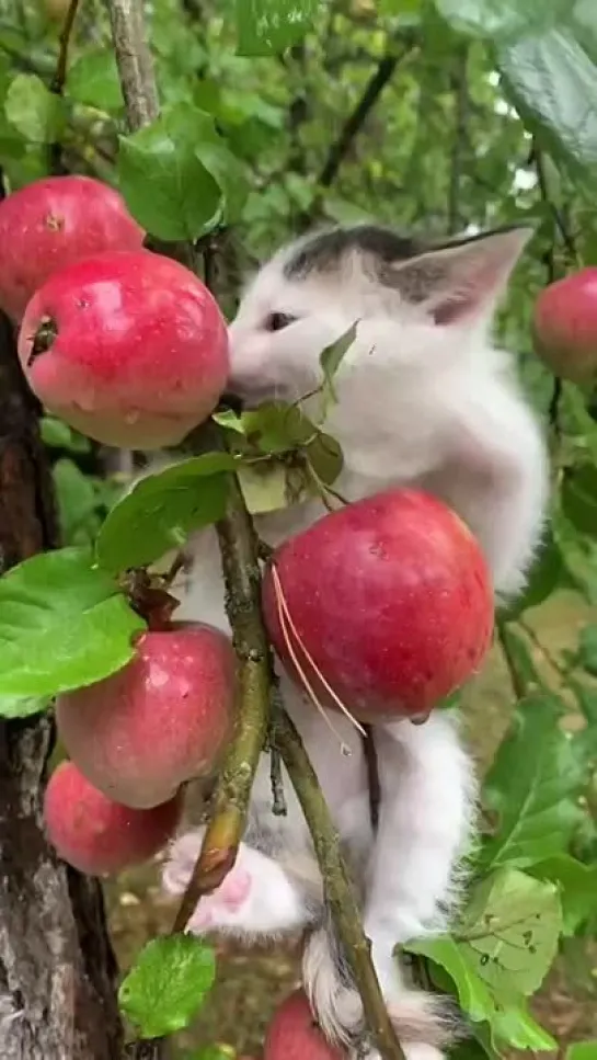 Нормальный деревенский  кот, ест всё что плохо лежит, висит и бегает 😋