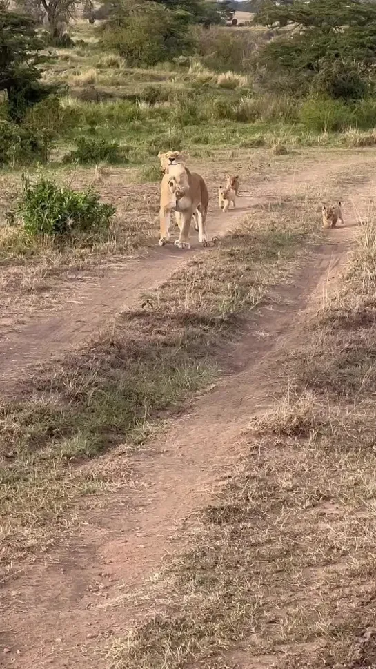 В зубах самый непослушный 😀