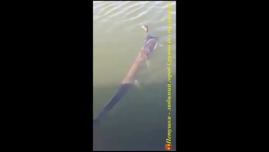 Огромная щука поймала утку (Huge Pike Catch Duck)