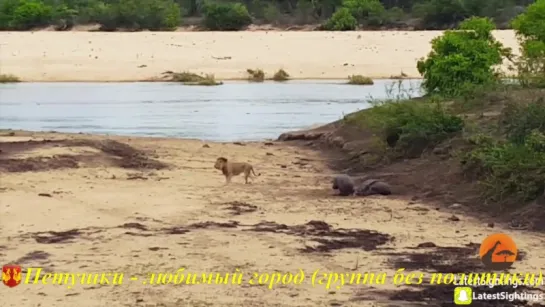 Бегемотик защищает маму от льва (Baby Hippo Protects Mother From Lion)