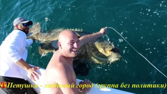 Ловись, рыбка… или рыбак (Man Over Board while fishing for Goliath Grouper)