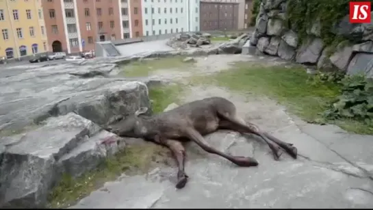 В Хельсинки из окна банка выкинулся... лось!