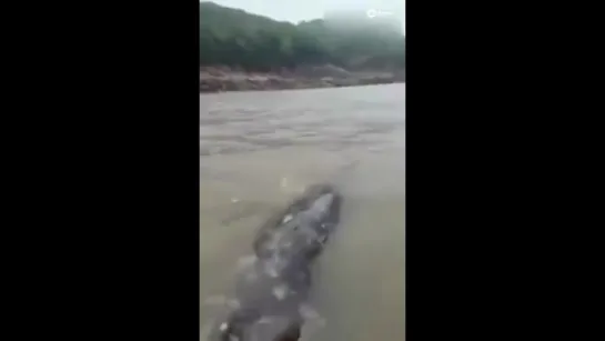 В Китае поймали водяного монстра