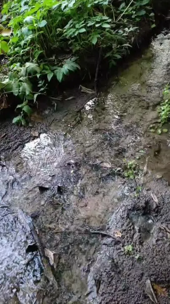 Видео от Людмилы Рубинской