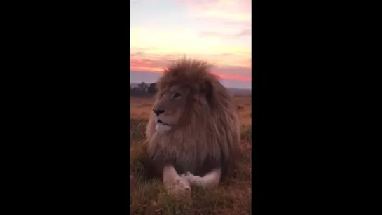 Big Lion