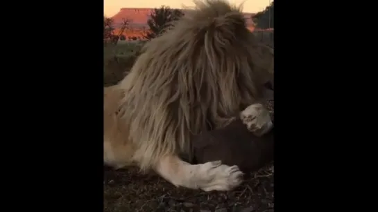 Wonderfull Lion