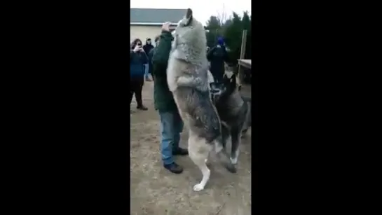 Giant Wolf