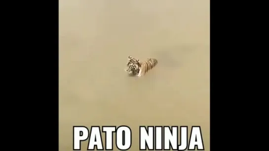 Pato Ninja