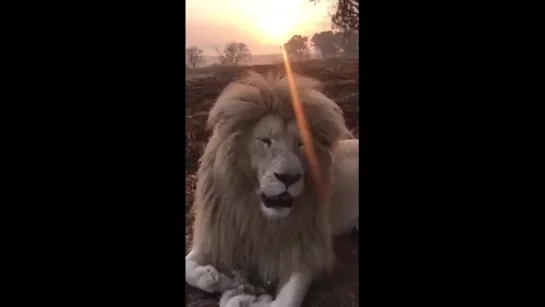 Sunshine Lion