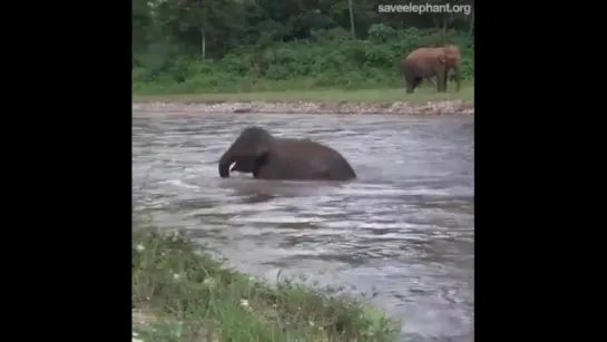 Elefante pensou que o rapaz estava se afogando