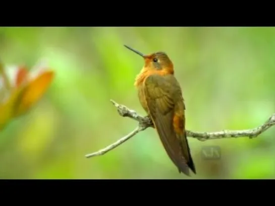 Жизнь колибри. Волшебство в воздухе / Hummingbirds.Magic in the air (2009)