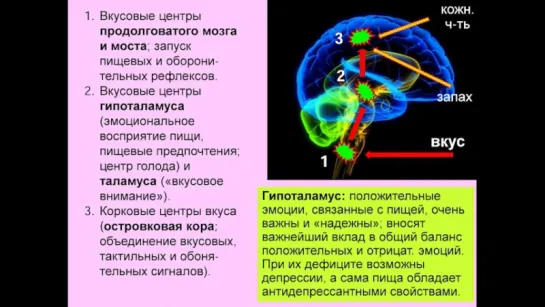 Мозг и потребности человека — 2