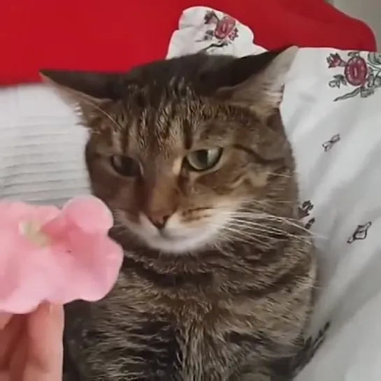 Cat Cant Handle Flower