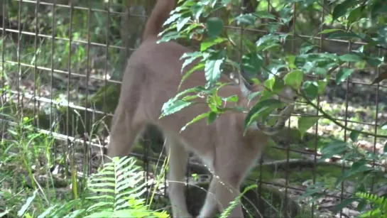 Cutest Big Cat Sound