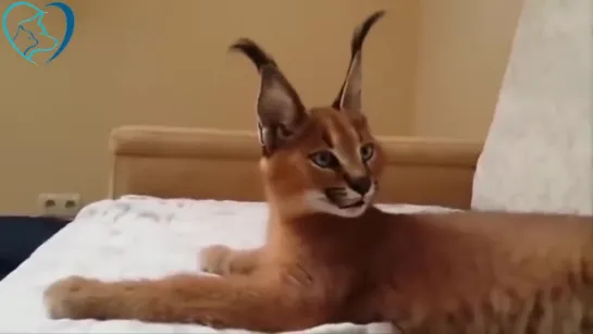 Cutest Baby Caracal Compilation