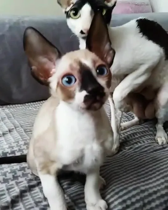 Cornish Rex kitten so adorable! I love it