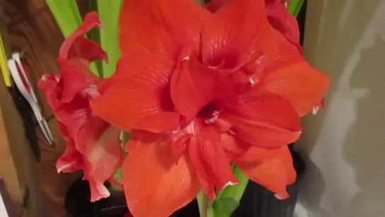 Amaryllis Ragtime Hippeastrum X Hybridum