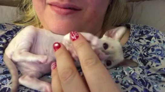 Cutest Cornish Rex kitten - 3 weeks old