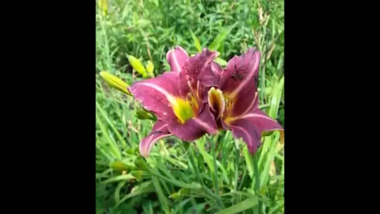 TEMPORADA DE DAYLILIES Y AMARYLLIS