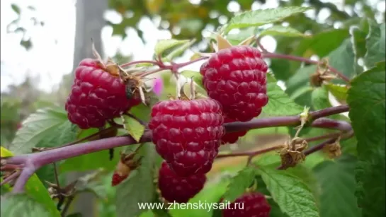 Что сделать, чтобы малины было много