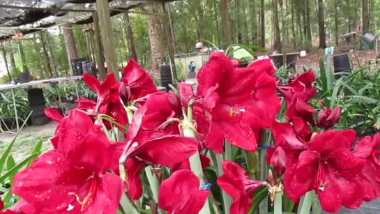 amaryllis Hippeastrum Royal Velvet vs Red Lion