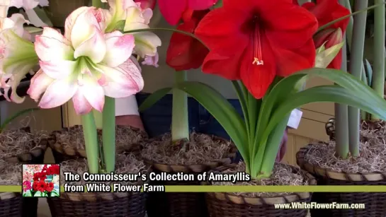 The Connoisseurs Collection of Amaryllis - White Flower Farm