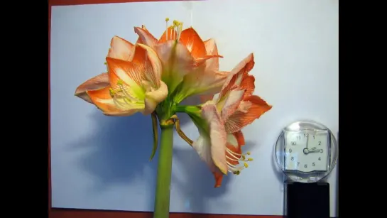 Amaryllis Hippeastrum Minerva - Flower timelapse