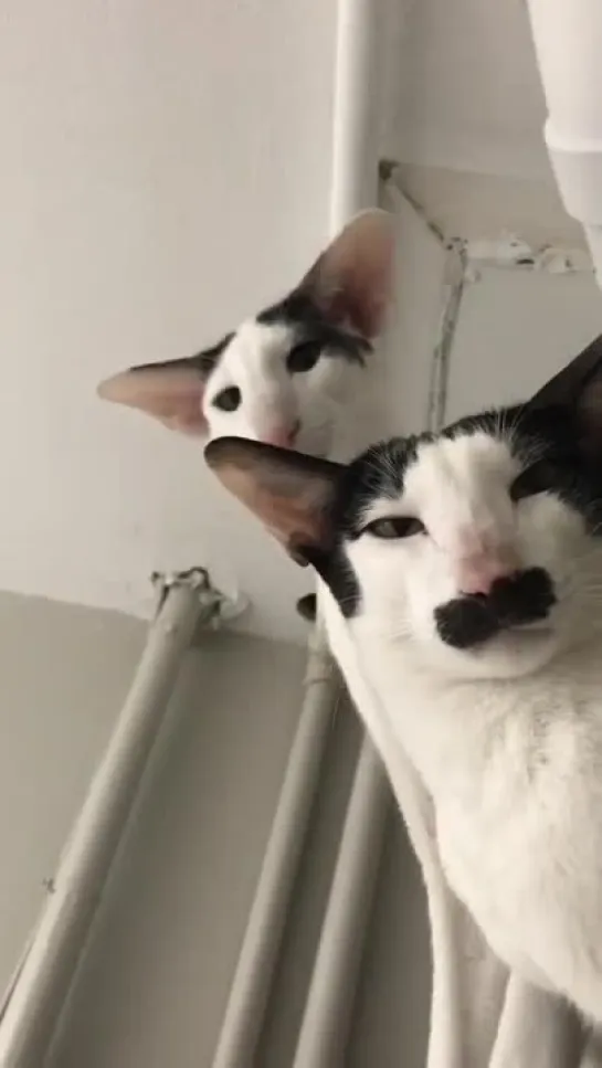 Teddy and Stache hanging in the warmest spot in the house