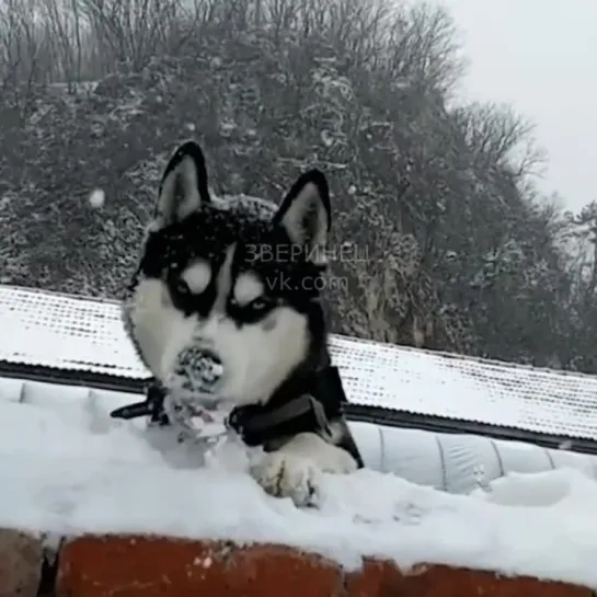 Собаки обожают снег ❄️