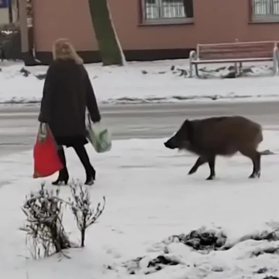 Кабаны пристали к женщине на улице