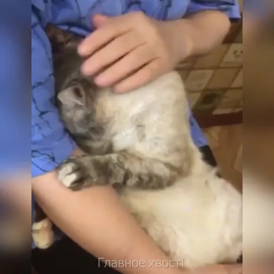 Как уговорить кота выпить лекарство 😻 (включите звук)