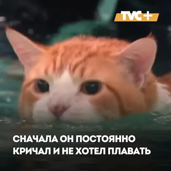 Толстый кот похудел и вдохновил людей по всему миру 😻