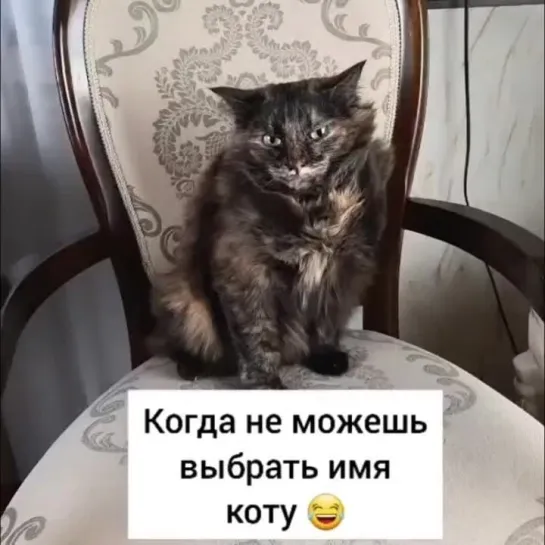 Как назвать кота (включите звук)