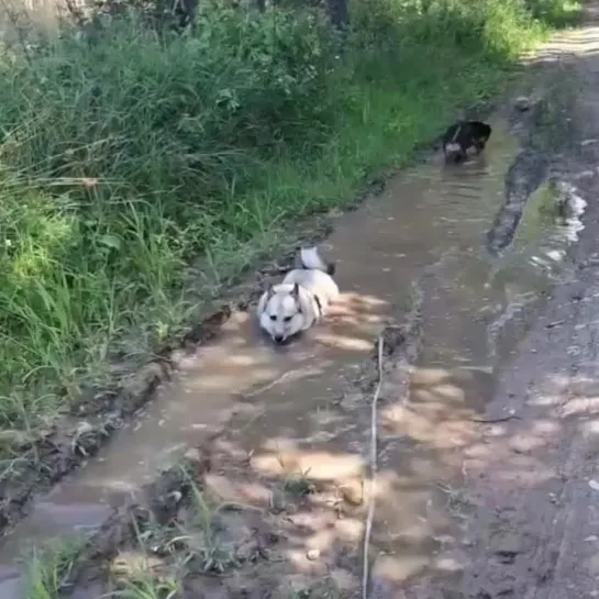 СПА салон на природе для собак