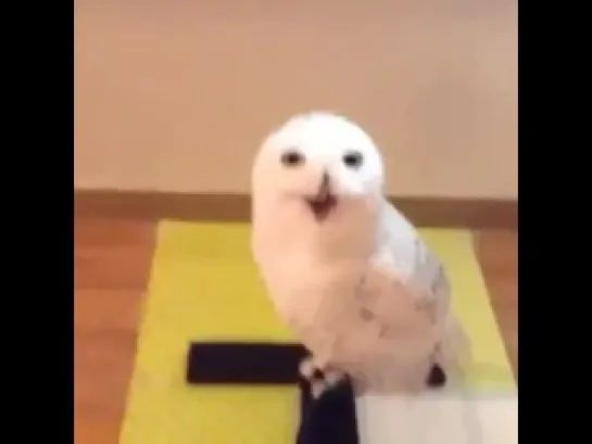 Laughing Owl (Edit)